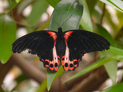 selective focus photography of black and orange moth thumbnail