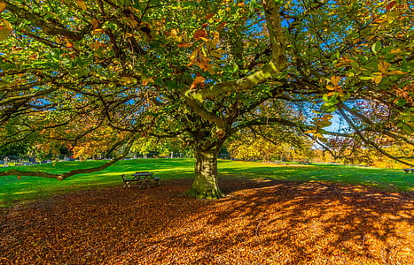 maple tree thumbnail