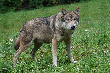 photo of brown wolf on green grass thumbnail