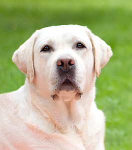 shallow focus photography of short-coated beige dog on outdoors thumbnail