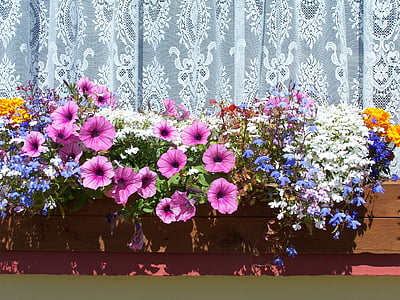flowers near window curtain thumbnail