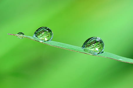micro photography of water drops on green leaf reflecting green grasses thumbnail
