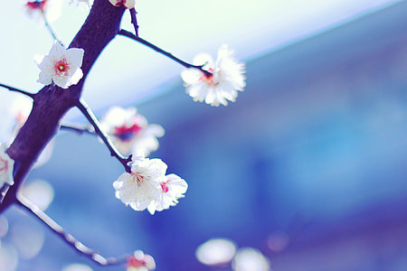 white petaled flowers at daytime in selective focus photography thumbnail