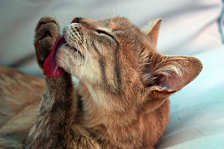 closeup photo of brown cat licking its paw thumbnail