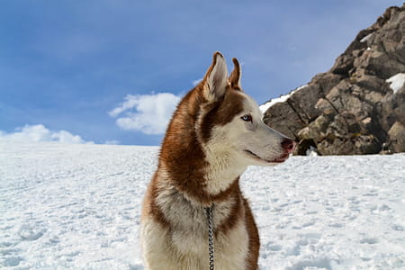 Brown and White Wolf Sitting on Snow thumbnail
