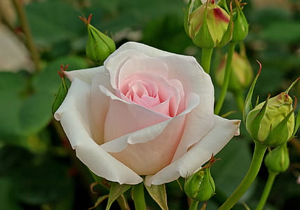 shallow focus photography of pink rose thumbnail
