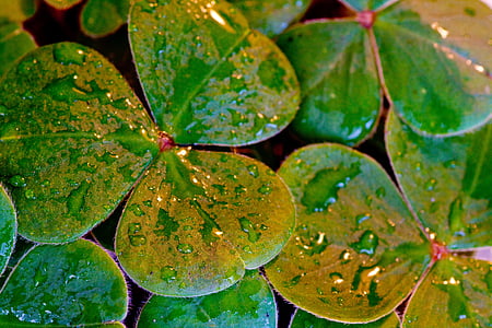 water droplets on green leaves thumbnail
