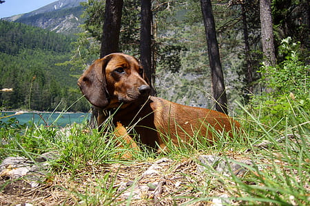 adult smooth tan dachshund on grass thumbnail