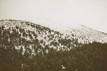 trees on mountain covered with snow during daytime thumbnail