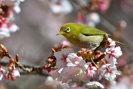 green woodpecker perched on white petaled flowers thumbnail