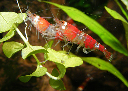 red shrimp thumbnail