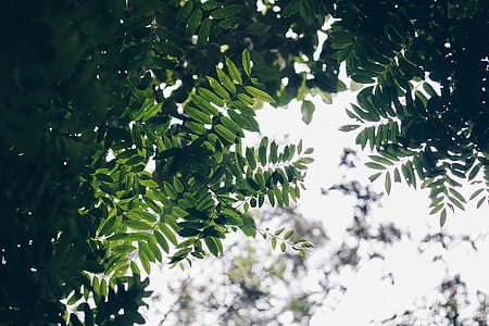 Green Leaves thumbnail