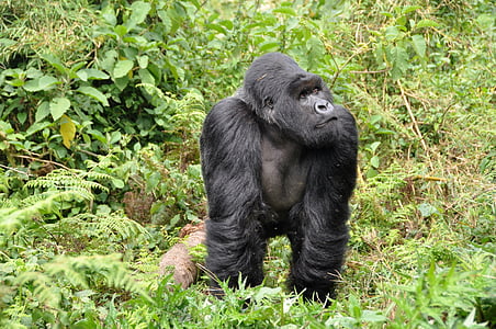 black gorilla in middle of green leafed plants thumbnail