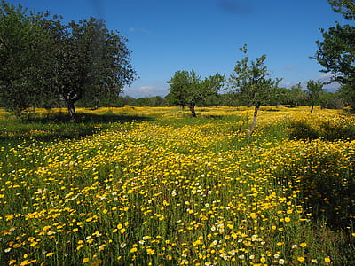 yellow and green flower field thumbnail