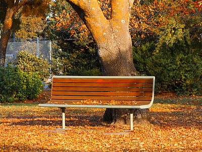 brown and white wooden bench beside tree at the park thumbnail