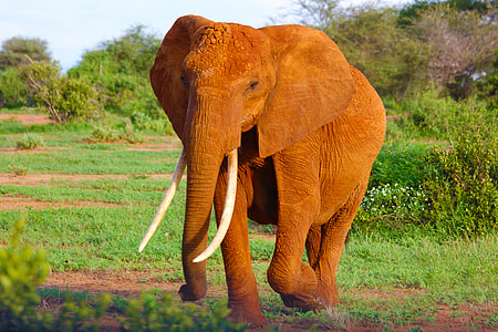 wild life photography of brown elephant thumbnail