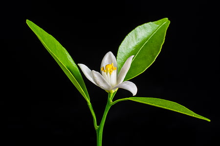 green plant with white flower thumbnail