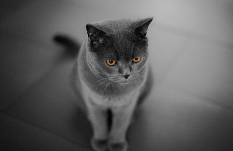 Russian blue cat thumbnail