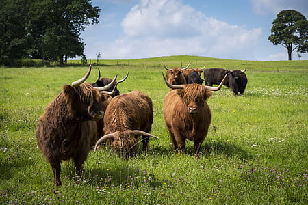 brown ox on green grass at daytime thumbnail