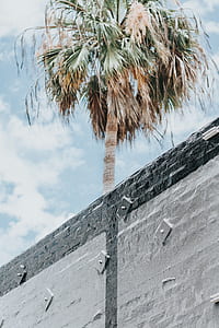 coconut tree behind wall thumbnail