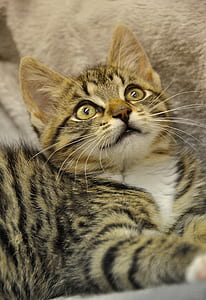 Bengal cat thumbnail