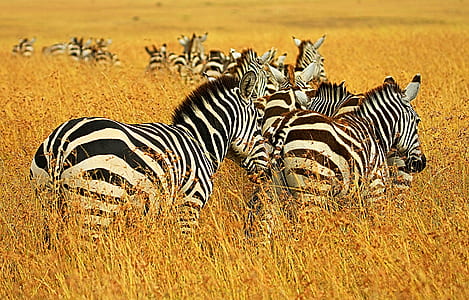 flock of zebra grazing on grass during daytime thumbnail