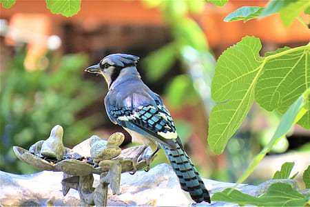 teal, black, and gray bird on top tree branch thumbnail