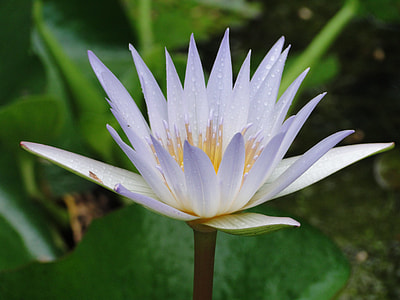 Aquatic Plant, White Water Lily thumbnail
