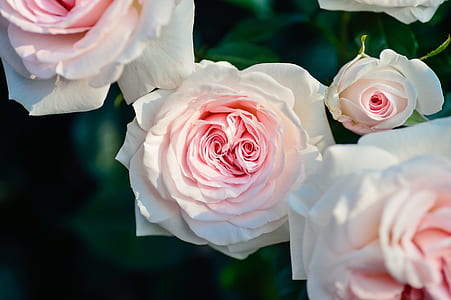 love, romantic, flowers, petals thumbnail