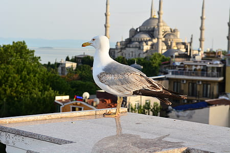 seagull on gray concrete surface during daytime thumbnail