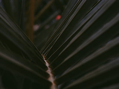 plant, nature, palm, foliage thumbnail