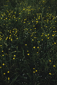 yellow petaled flower field during daytime thumbnail