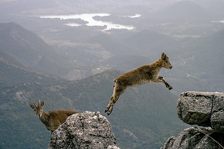 brown goat jumping between the gray rocks thumbnail
