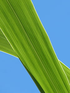 green leaf plant thumbnail