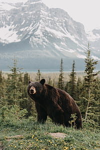 brown bear walking on green grass during day time thumbnail