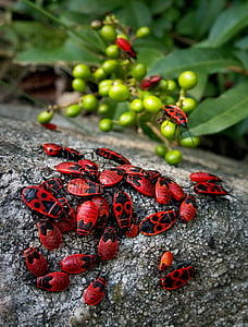 swarm of red firebug thumbnail