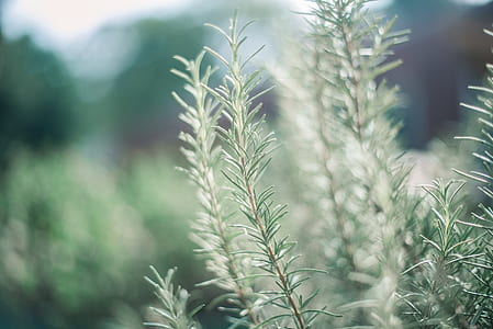 selective focus photography of green leaf plant thumbnail