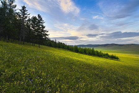 green grass field thumbnail