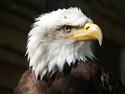 bald eagle illustration thumbnail