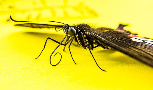 close-up photography winged insect thumbnail