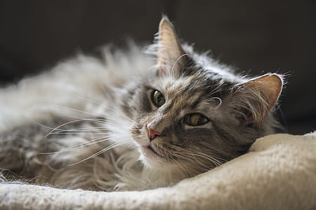 animal, pet, cute, eyes thumbnail