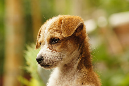 tan and white Parson Russell Terrier puppy thumbnail