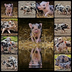 white and black piglet collage thumbnail