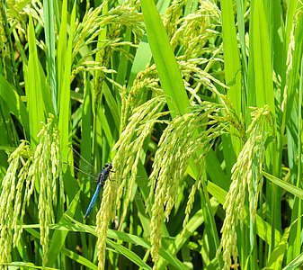 blue and black dragonfly perched on rice crop thumbnail
