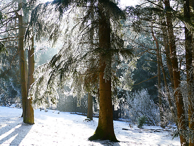 photography or pine tree in forest thumbnail