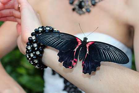 tilt lens photography of butterfly on woman's arm thumbnail