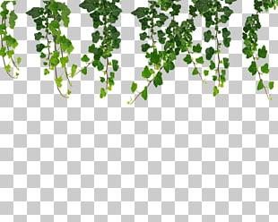 Vine Ivy , Ivy Hanging Vines , green plants illustration PNG clipart