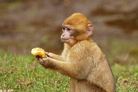 brown monkey holding banana thumbnail