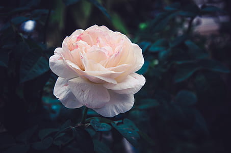 closeup photography of white and pink rose flower thumbnail