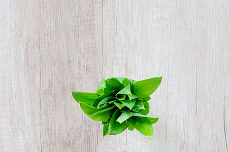 green leaf plant on gray wooden surface thumbnail